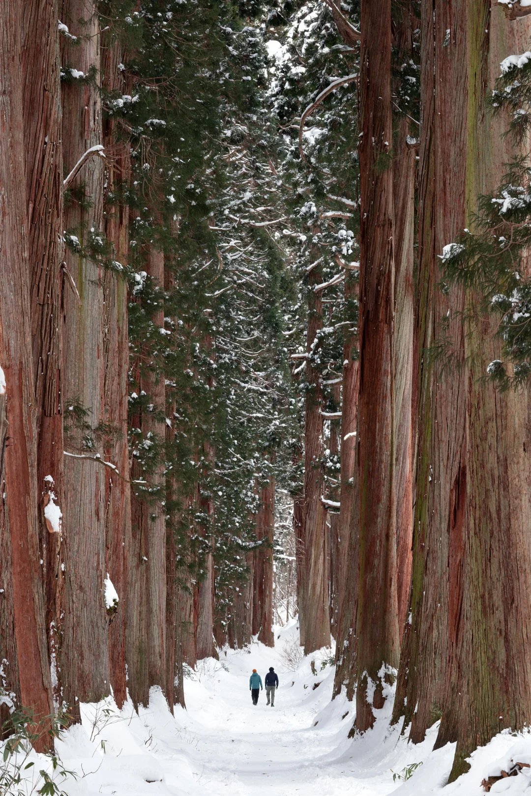 🌳 치바 현립 후나바시 현민의 숲(지바켄리쓰 후나바시켄민노모리) 이미지 6